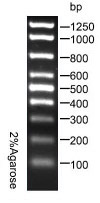 100bp DNA marker