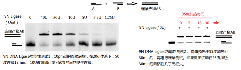 9N DNA聚合酶