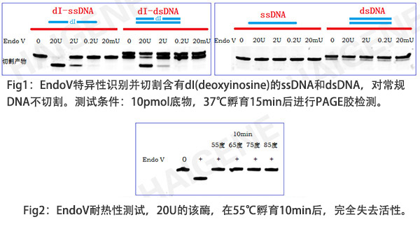 核酸内切酶V