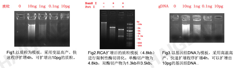 RCA滚环扩增