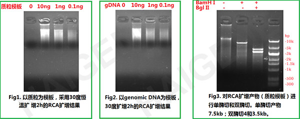 Accurprime RCA滚环扩增
