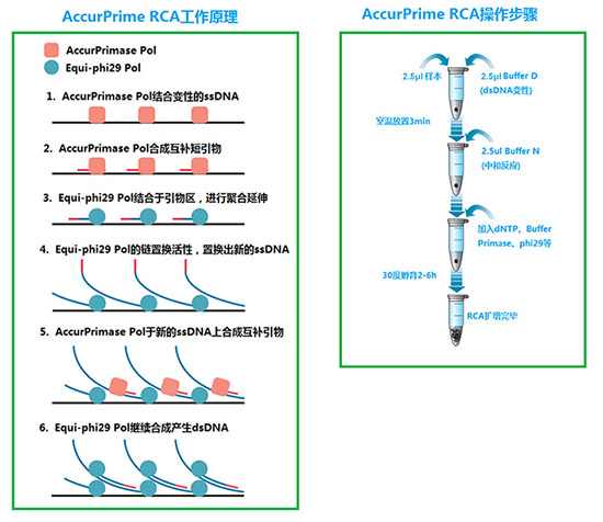 Accurprime RCA滚环扩增示意图
