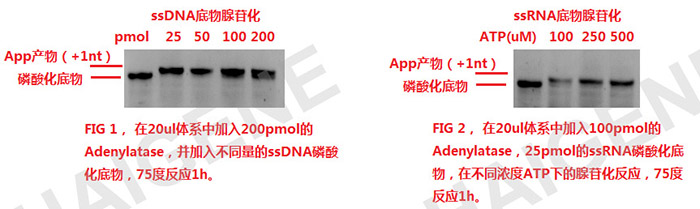 DNA/RNA腺苷化酶