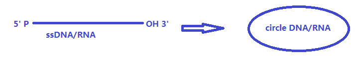 ssDNA/RNA 环化连接酶工作原理