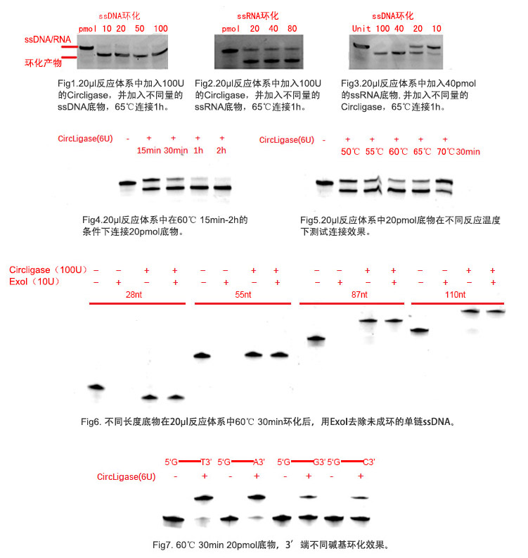 ssDNA/RNA 环化连接酶反应实例