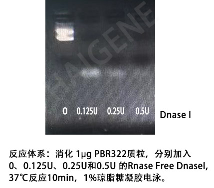 Rnase Free DnaseI