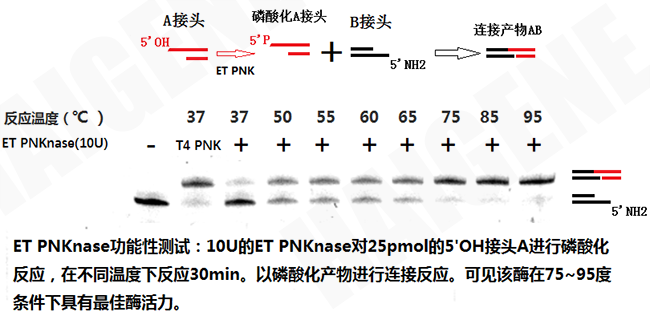 耐热PNK多聚核苷酸激酶