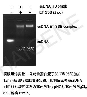 极高热稳定单链结合蛋白