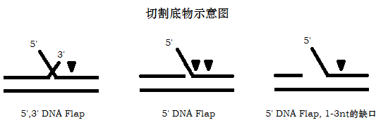 热稳定FEN1内切酶