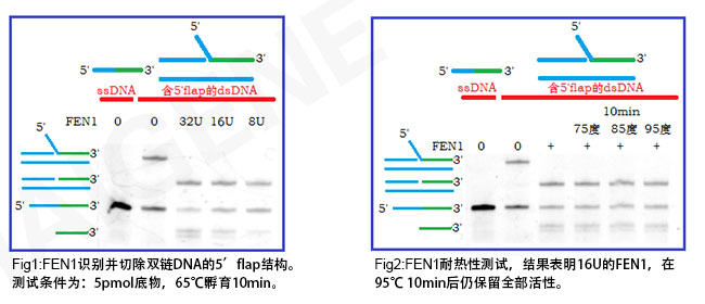 热稳定FEN1内切酶
