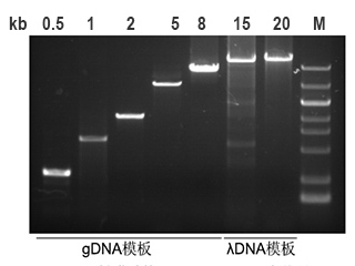 G5U超保真DNA聚合酶