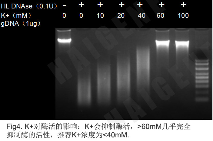 双链DNA特异性核酸酶