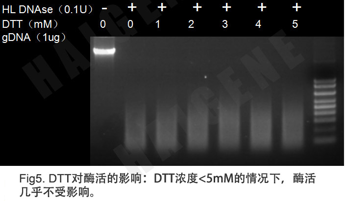 双链DNA特异性核酸酶