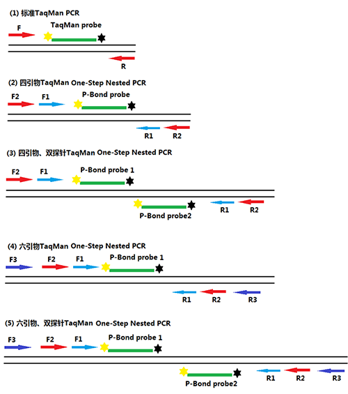 一步法巣式Taqman qPCR设计策略