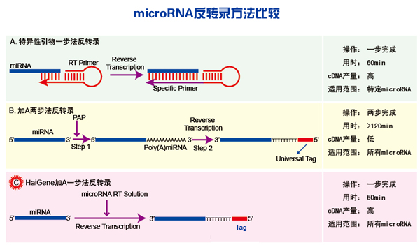 一步法mirna反转录试剂盒