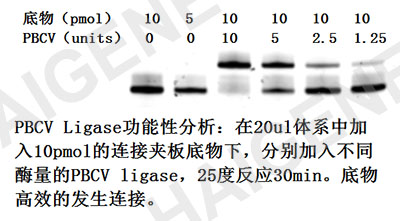 PBCV DNA聚合酶