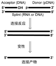 PBCV DNA 连接酶