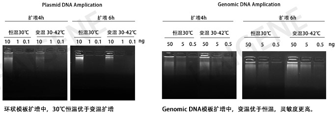 phi29 DNA聚合酶滚环扩增
