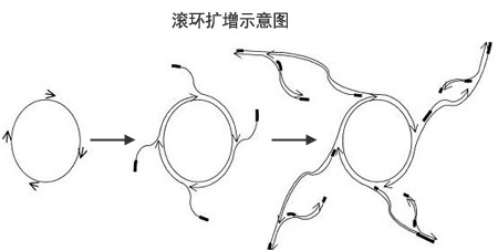 RCA滚环扩增示意图