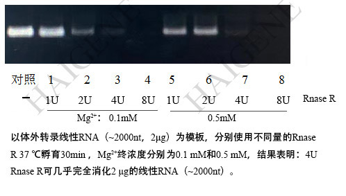 RNase R核酸外切酶
