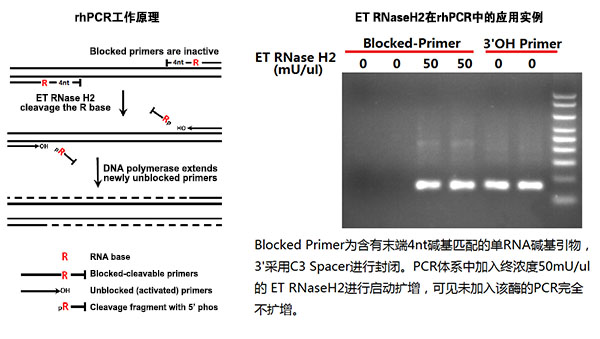 极耐热RNase H2