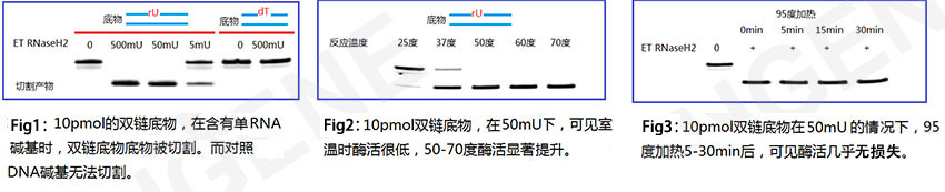 极耐热RNase H2