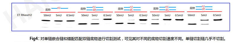 极耐热RNase H2