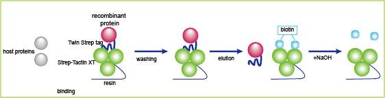 Strep标签纯化树脂