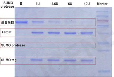 SUMO蛋白酶