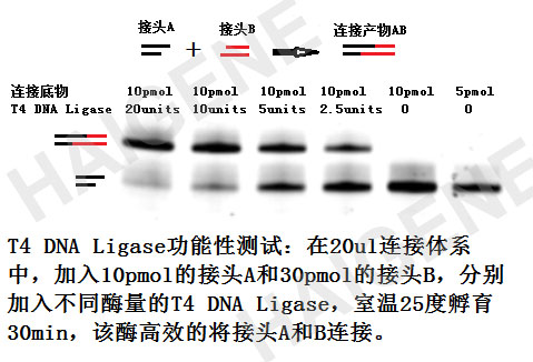 T4 DNA连接酶