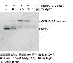 T4 gene 32 protein