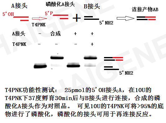 T4多聚核苷酸激酶