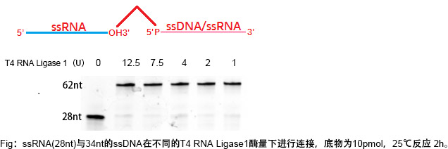 T4 RNA连接酶1