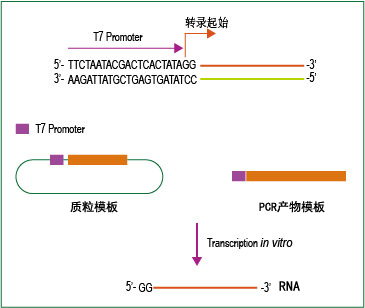 T7 RNA高产试剂盒