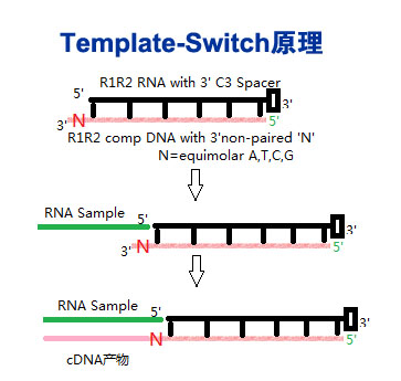 TGIRT-III 反转录酶示意图