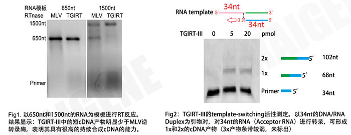 TGIRT-III 反转录酶