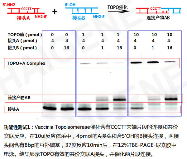 牛痘病毒TOPO酶1