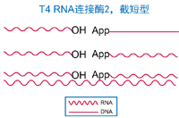腺苷化T4 RNA连接酶2