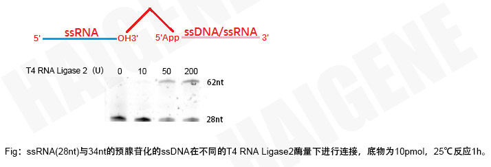 腺苷化T4 RNA连接酶2
